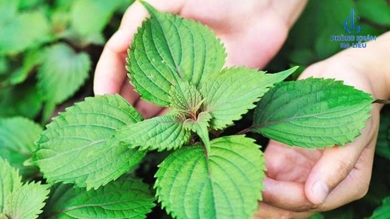 Bị mụn lưng tắm lá gì