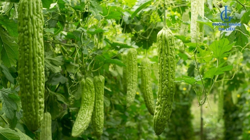 Lá cây mướp đắng