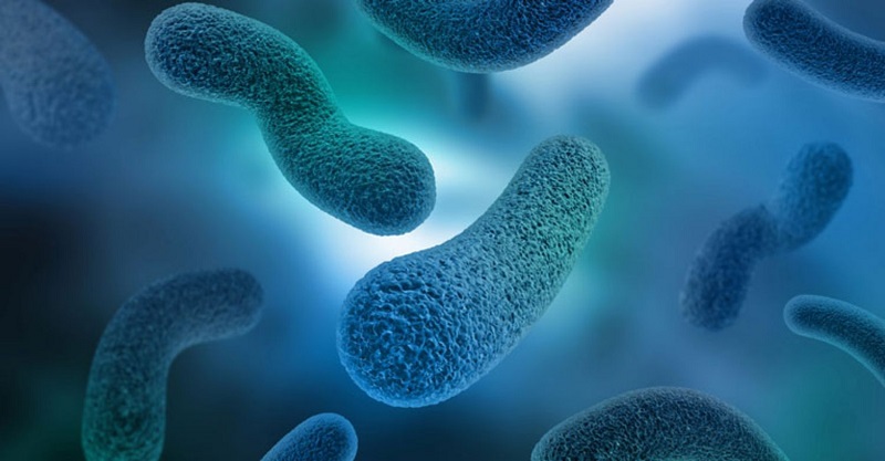 con vi khuẩn gây mụn​