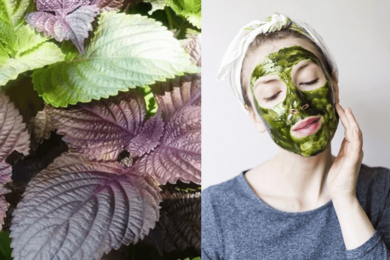 Mặt nạ lá tía tô trị mụn