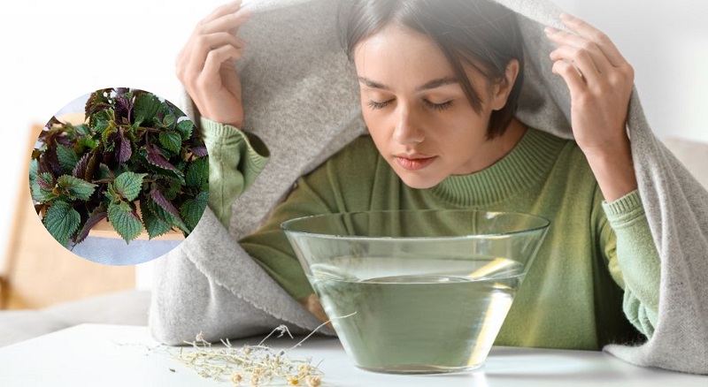 Xông hơi mặt với lá tía tô