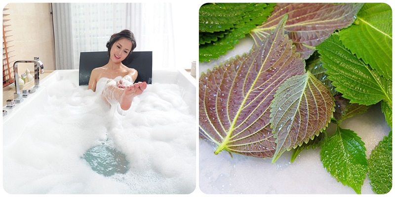 Tắm nước lá tía tô trị mụn lưng