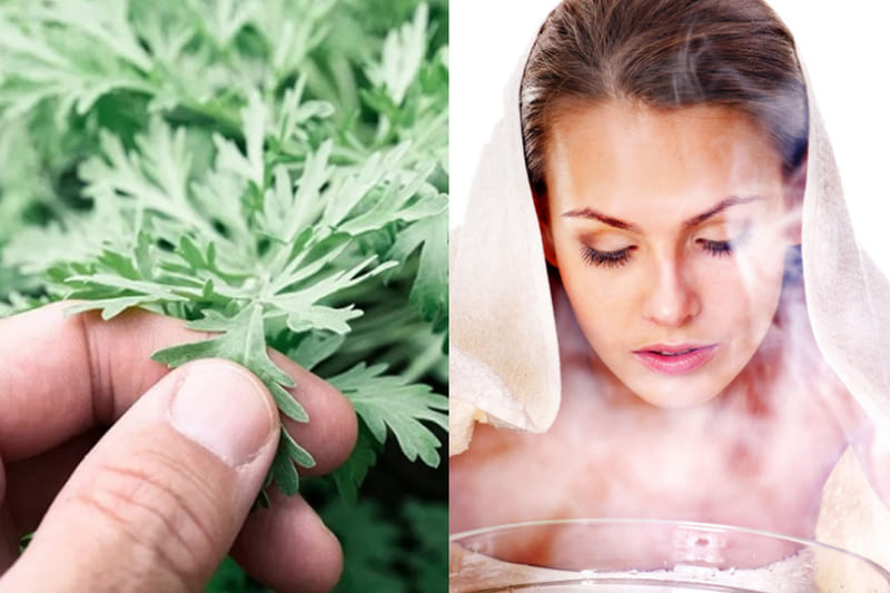 xông mặt trị mụn​ bằng lá ngải cứu