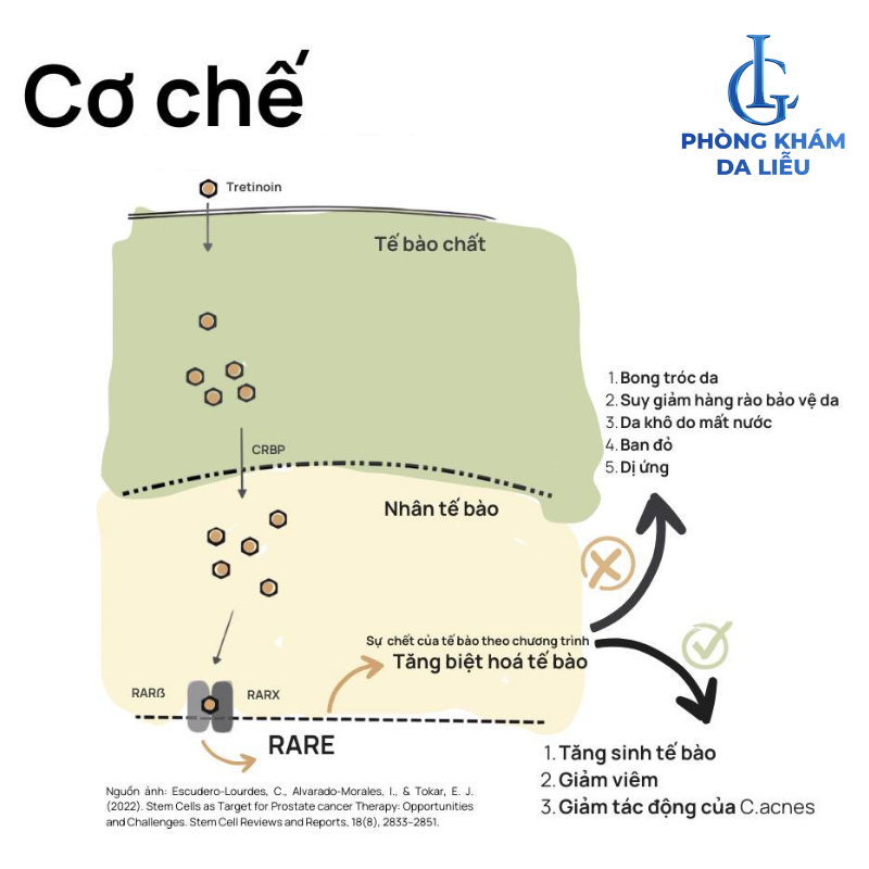 cơ chế hoạt động