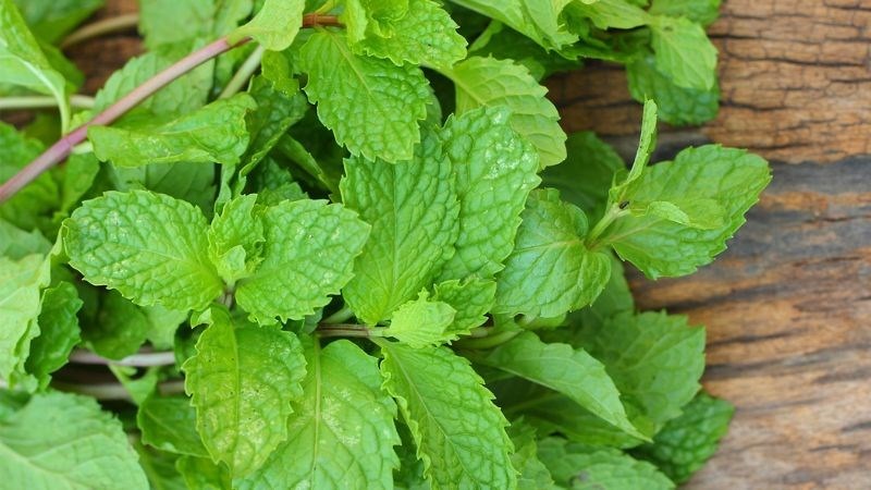 Bạc hà tươi trị mụn lưng trong 1 tuần